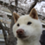 id:dogruns