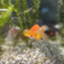 id:dokaraya