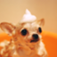 id:dokudokuchihuahua