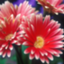 id:dolufin
