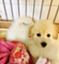 id:doubutsunigateotokoto-inunosnow