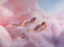 id:dream1004