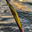 id:dromar_fishing