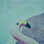 id:duckblue