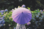 id:ecilaice