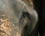 id:elephant-hills