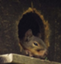 id:endofeden