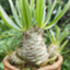 id:engeidansi