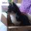 id:eno19411208