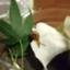 id:eringi_snail