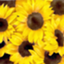 id:familyparfait