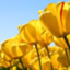 id:fanars2