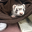 id:ferret51