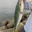 id:fishing_shin