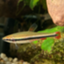 id:fissidens_dorcus
