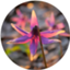 id:fkosakai