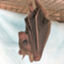 id:flyingfoxxx