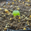 id:fue_succulents