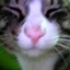 id:fujisan_among