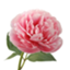id:fumiyalovelove