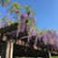 id:fuziasa