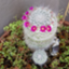 id:gajumarukenmun