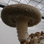 id:gardening_in_germany