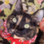 id:gatito-gato