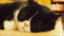 id:genki0826