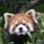 id:gogatuumare