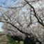 id:gogotogokun