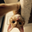 id:gomasabatini