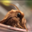 id:gone_with_the_bugs