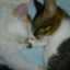 id:grand-mol