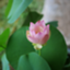 id:green_pheasant