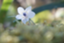 id:guutaraol