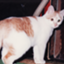 id:gyabuneko