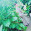 id:ha-nmama30