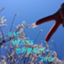 id:hachimitu-Ryo