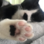 id:hachiwarecatkun