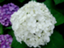 id:hakuyoka