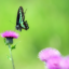 id:hamamatsuya