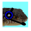 id:hamuniku_ika