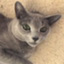 id:hanakobuta0722