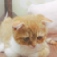 id:hanamihanako