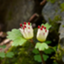 id:hananekoyama