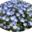 id:hanatoryokou