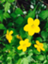 id:haripipirinapoko