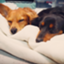 id:harmoniedog