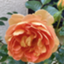 id:haru_garden